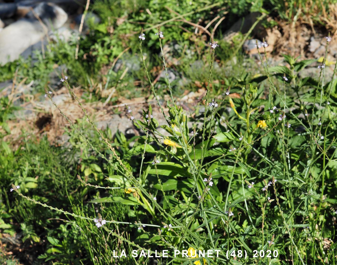 Vervain plant